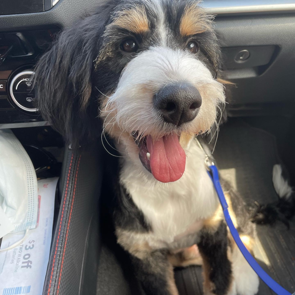 Adorable Mini Berniedoodle Poodle Mix Pup