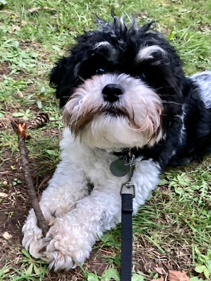 Sandy Teddy Bear Pup