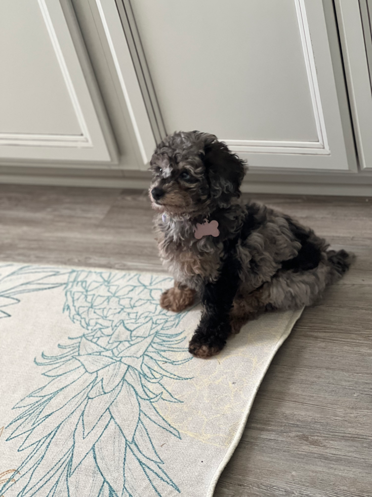Cute Mini Aussiedoodle Pup