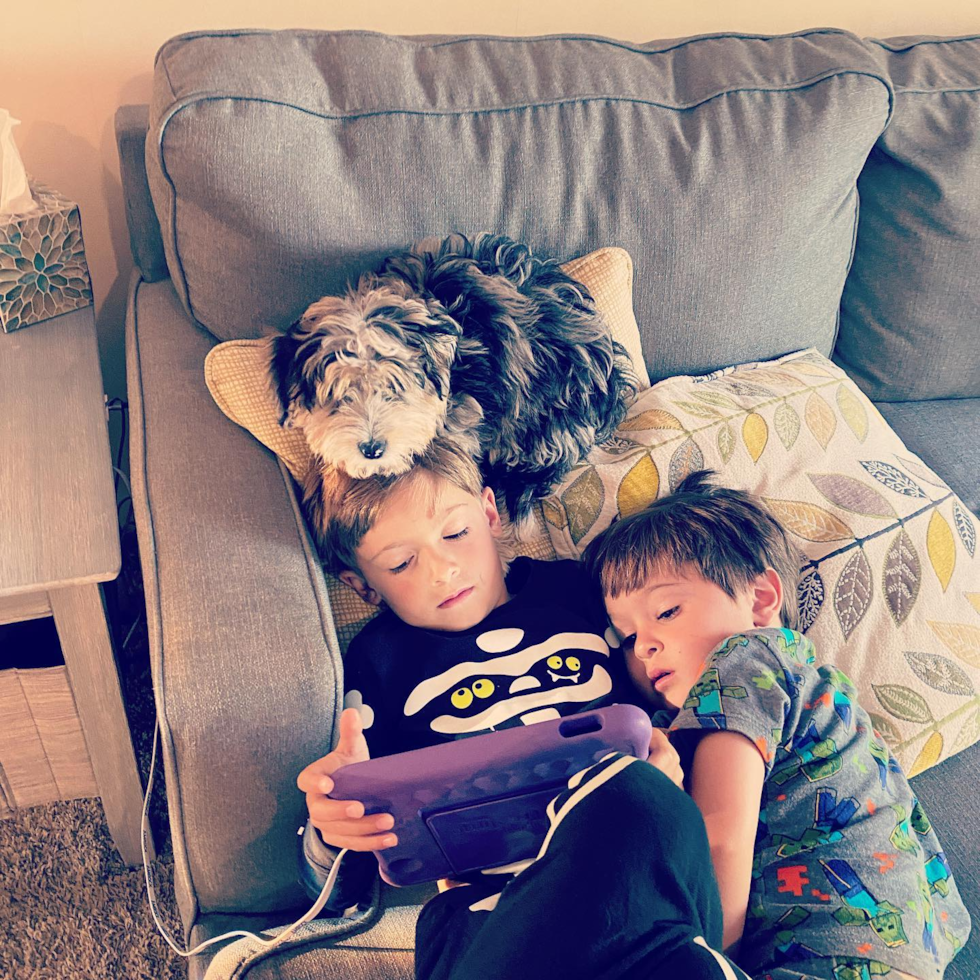 Aussiechon Being Cute