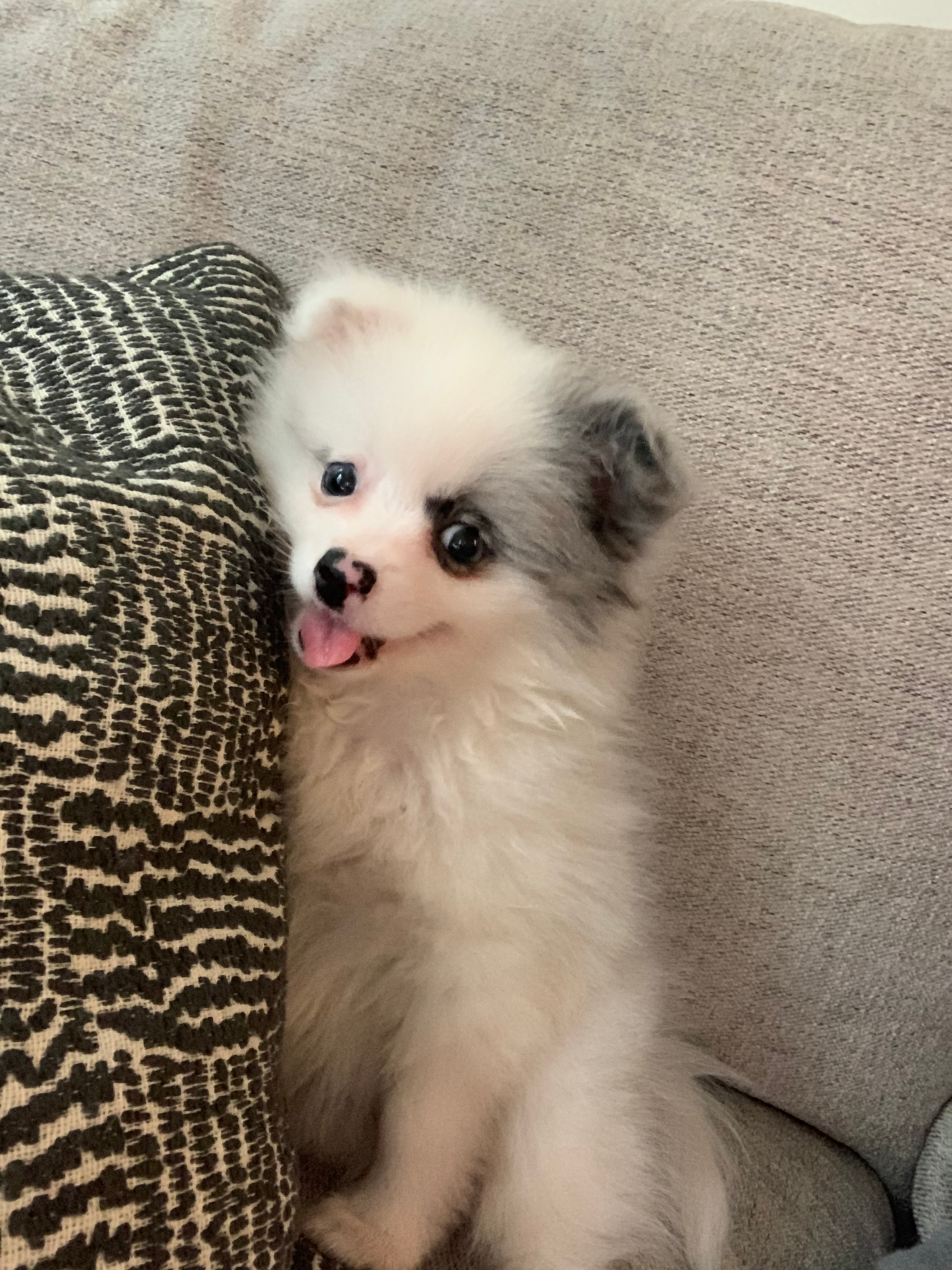 Best Pomeranian Baby