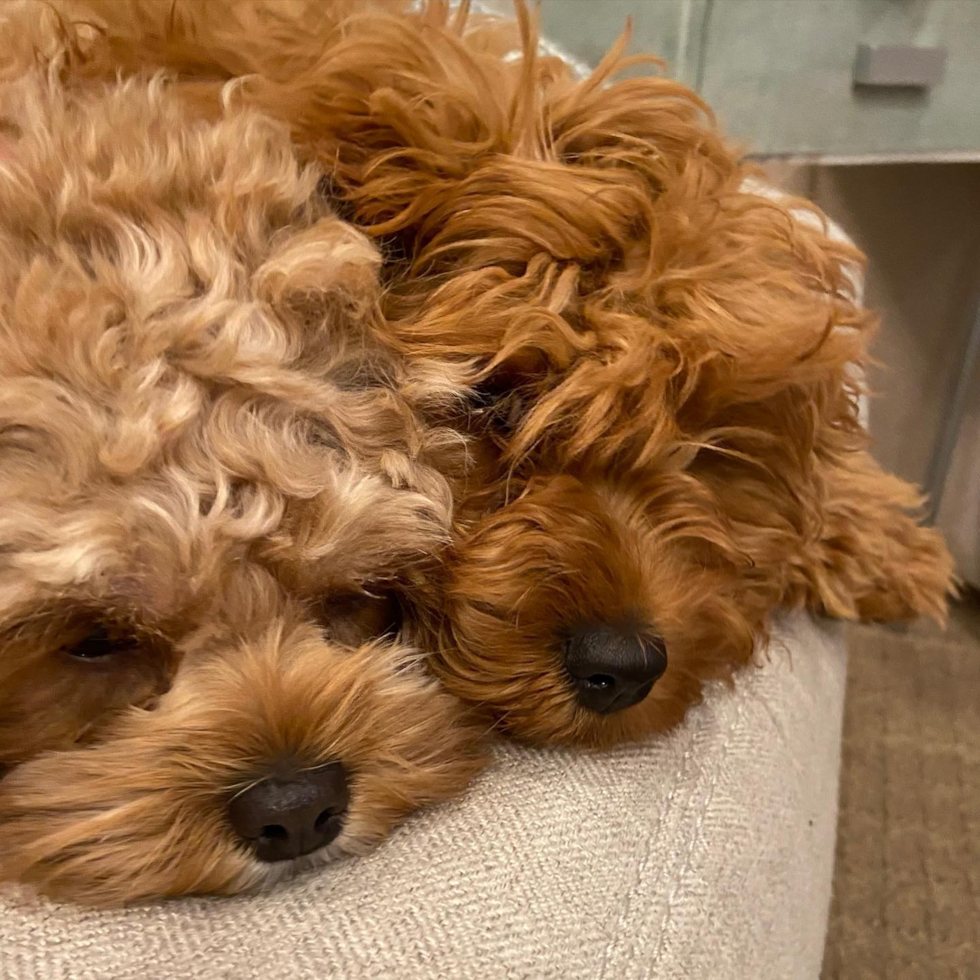 Nichols Hills Cavapoo Pup