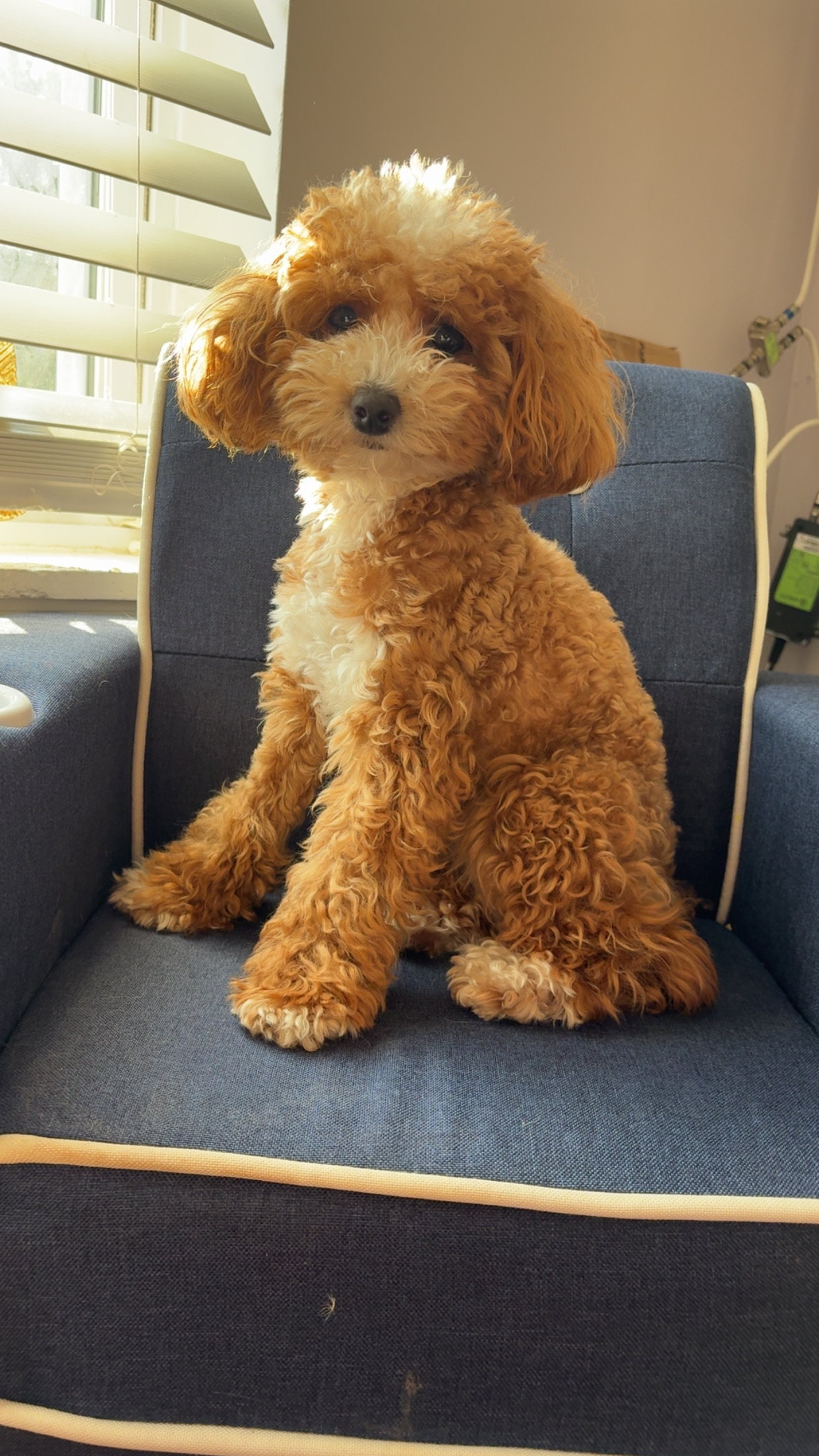 Poodle Pup Being Cute