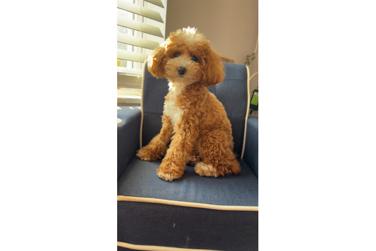 Poodle Pup Being Cute