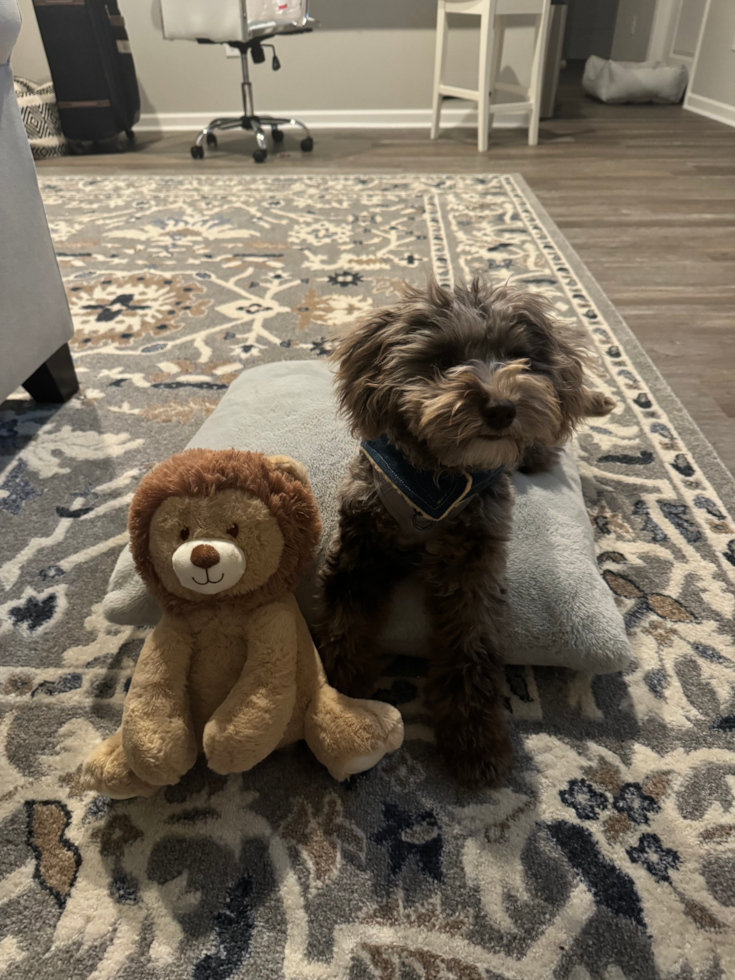 Cute Mini Portidoodle Pup