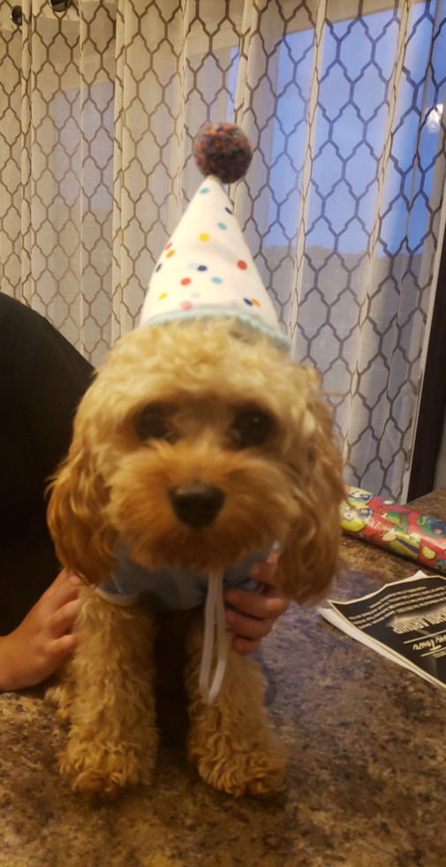 Little Cavoodle Poodle Mix Pup