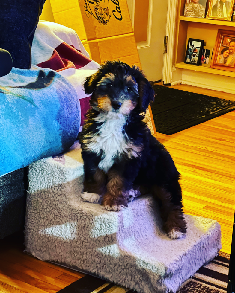 Friendly Mini Bernedoodle Pup