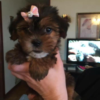 Cute Shorkie Pup in Tornado WV