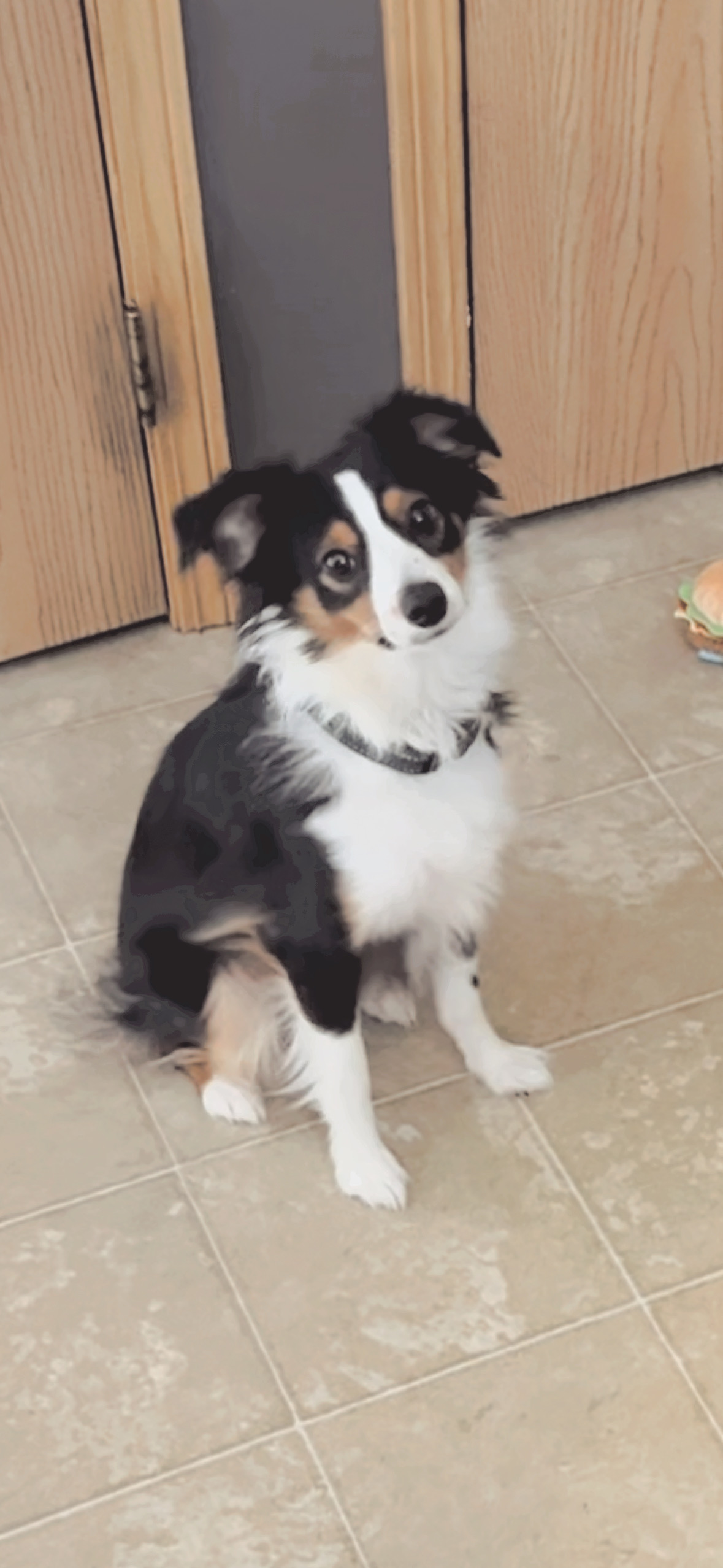 Mini Aussie Pup Being Cute