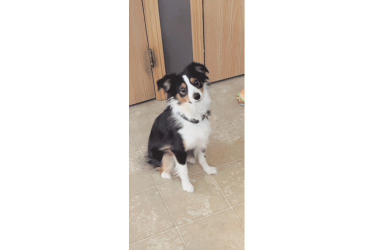 Mini Aussie Pup Being Cute