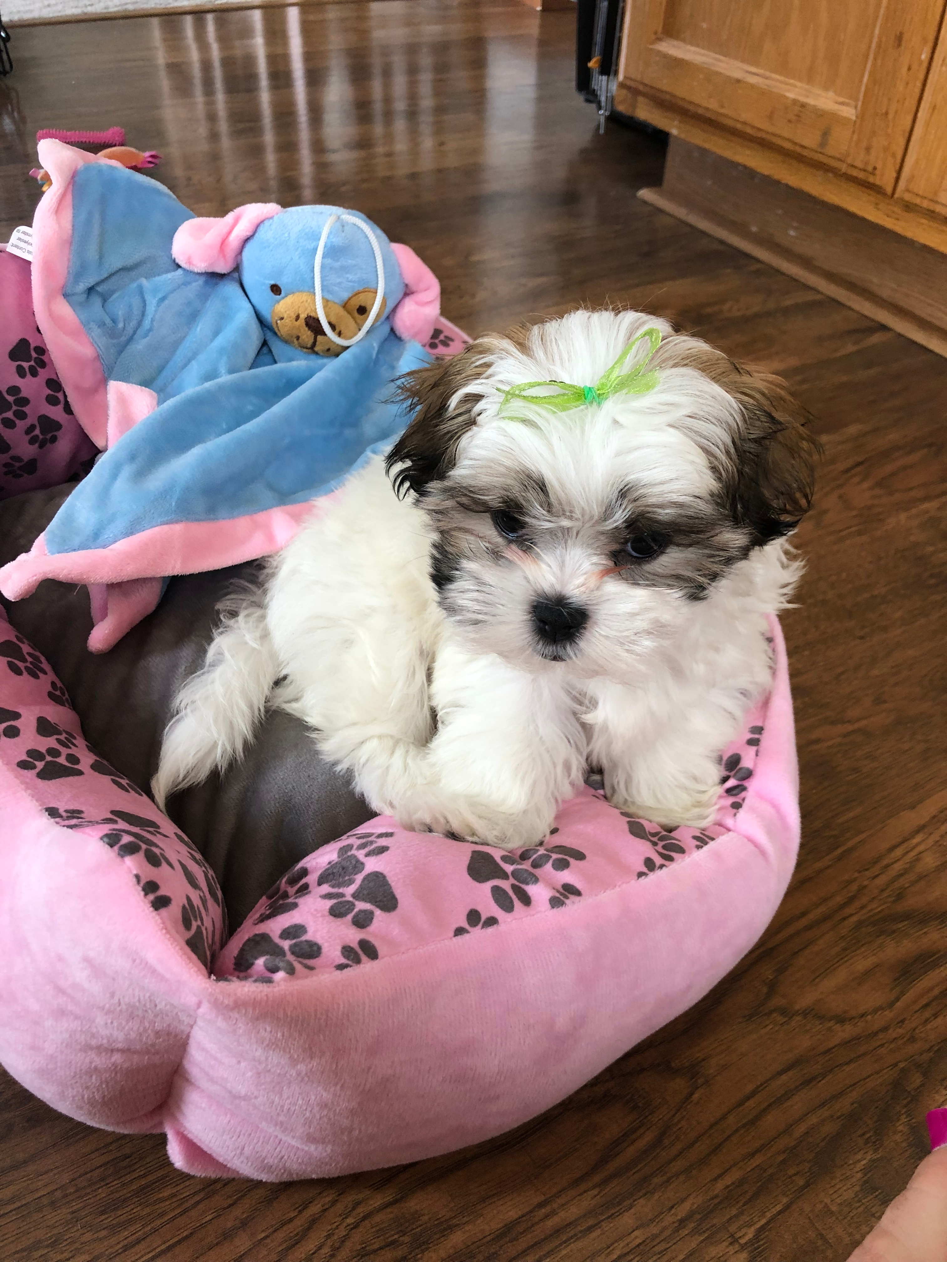 Small Teddy Bear Baby