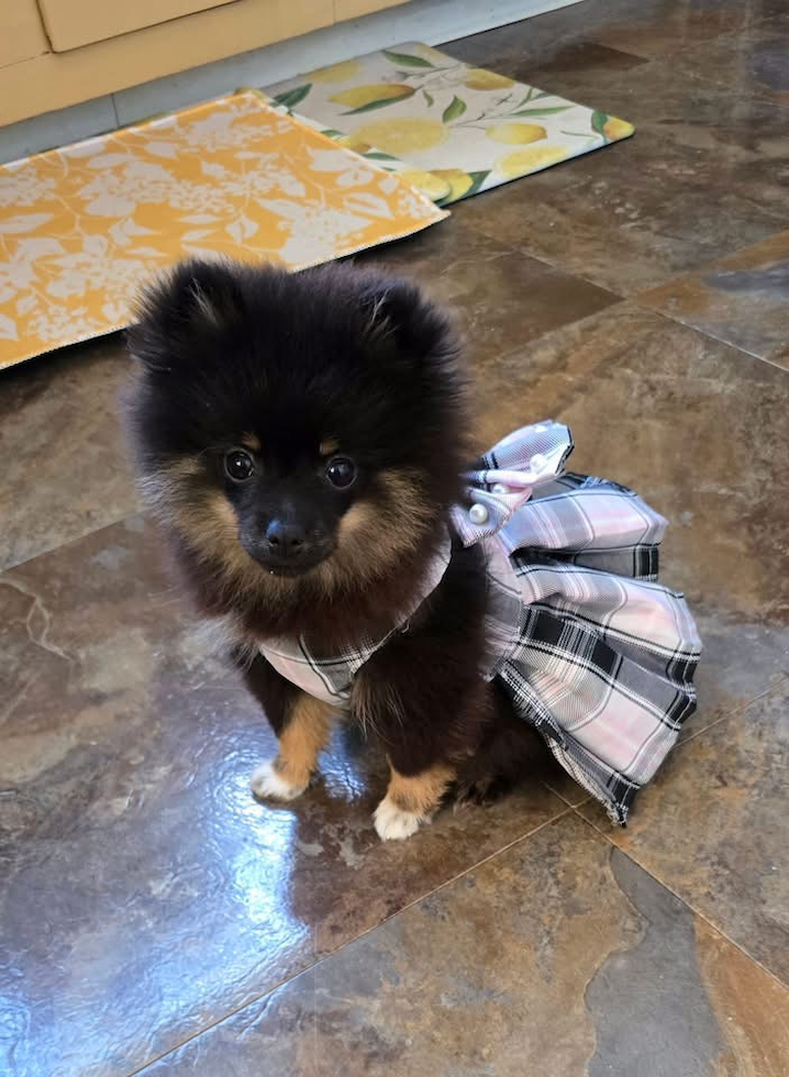Pomeranian Being Cute