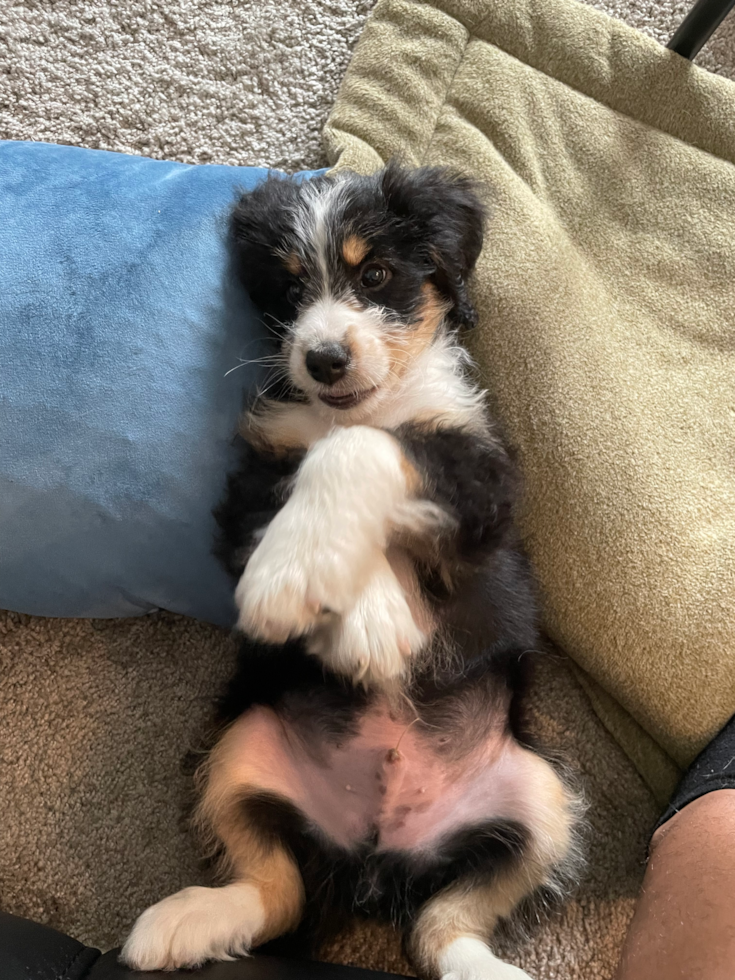 Popular Mini Bernedoodle Poodle Mix Pup