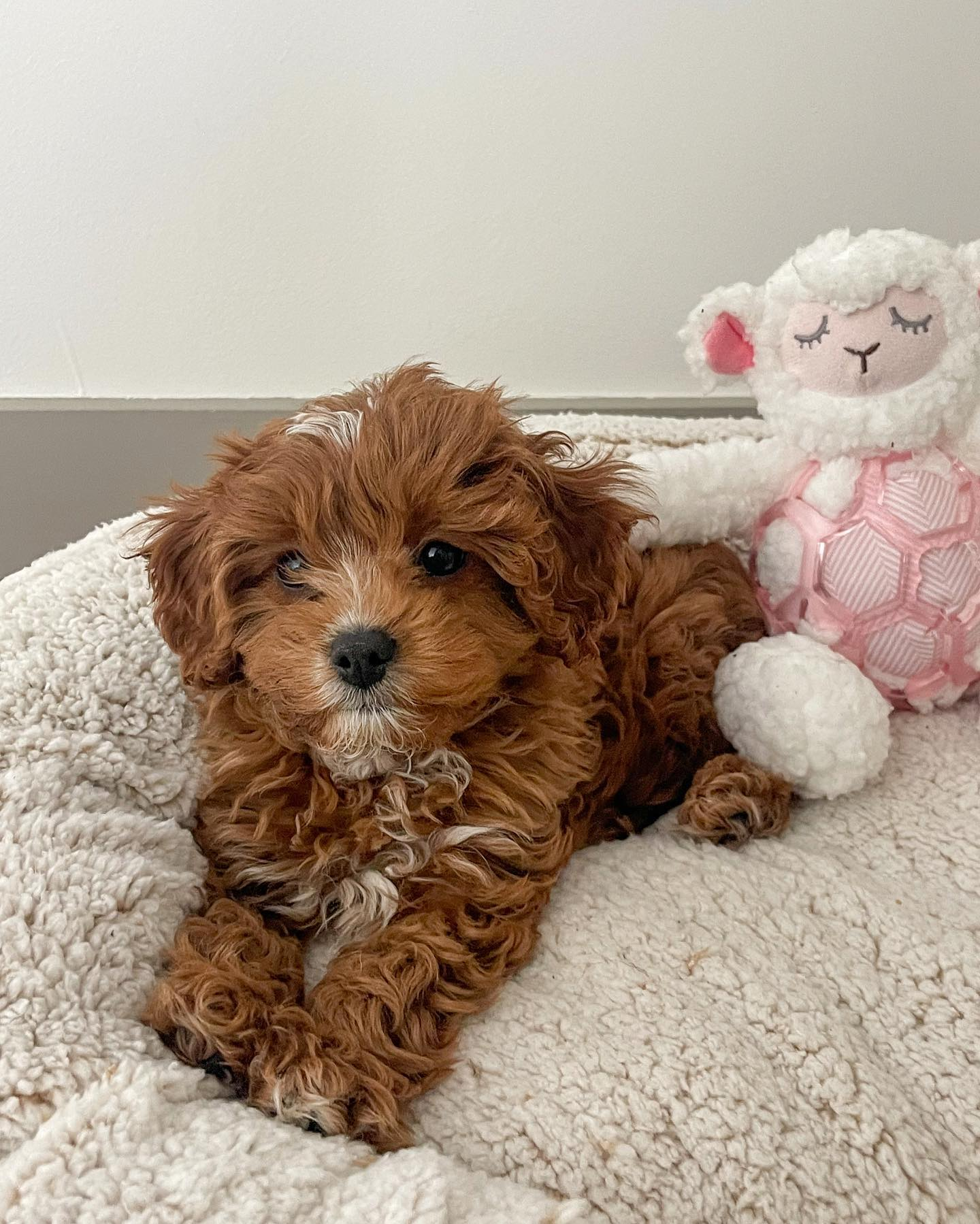 Cavapoo Puppy for Adoption