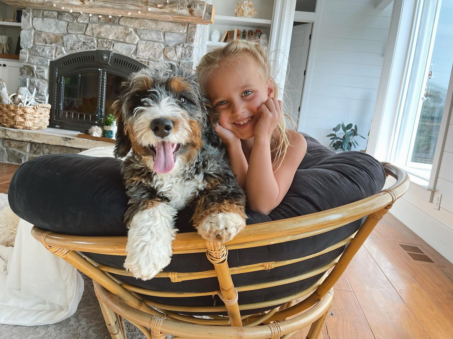 Popular Mini Bernedoodle Poodle Mix Pup