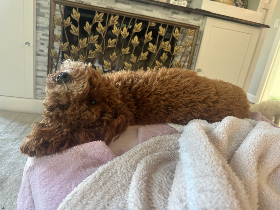 Friendly Mini Irish Doodle Pup