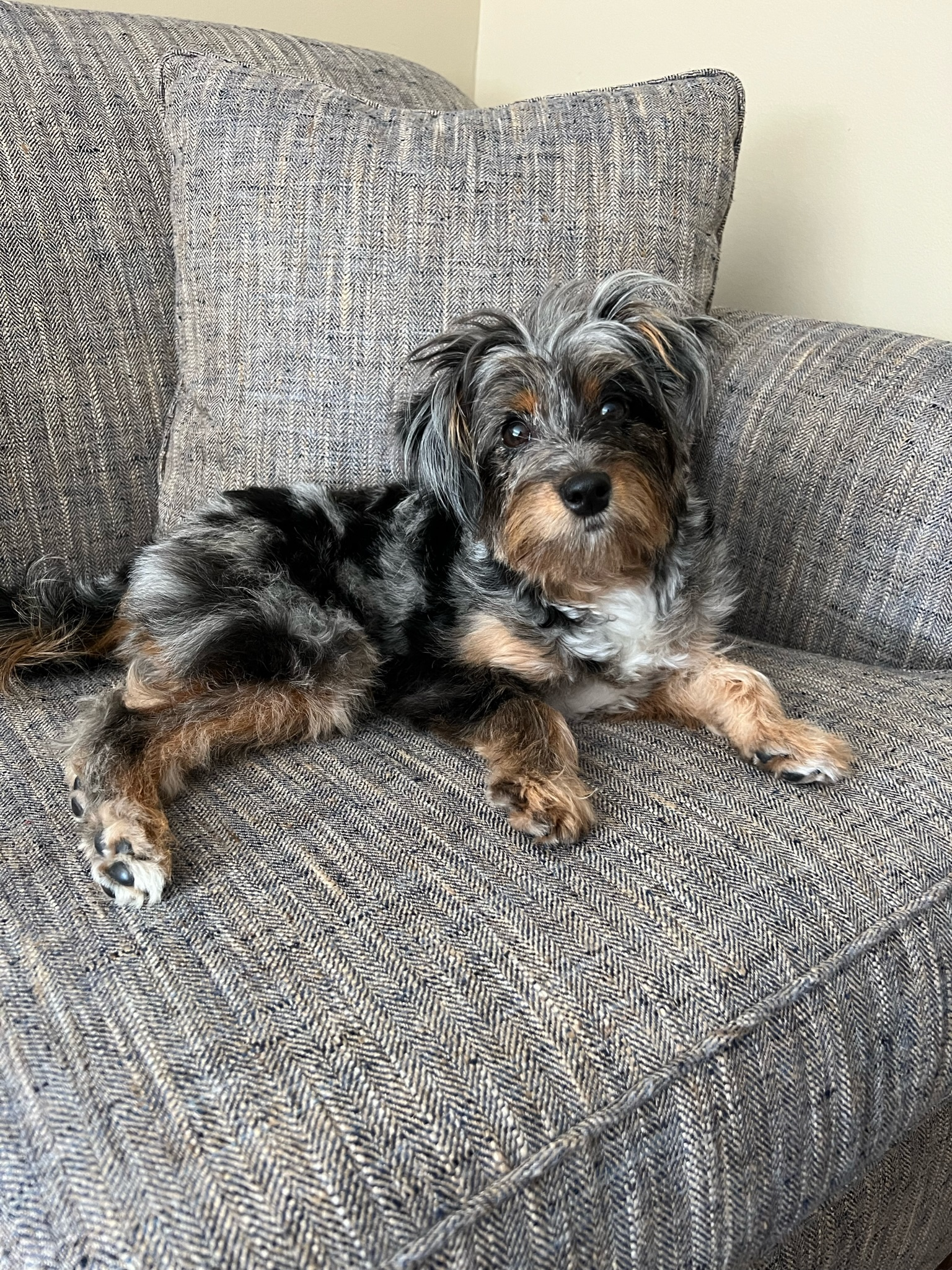 Mini Aussiedoodle Pup Being Cute