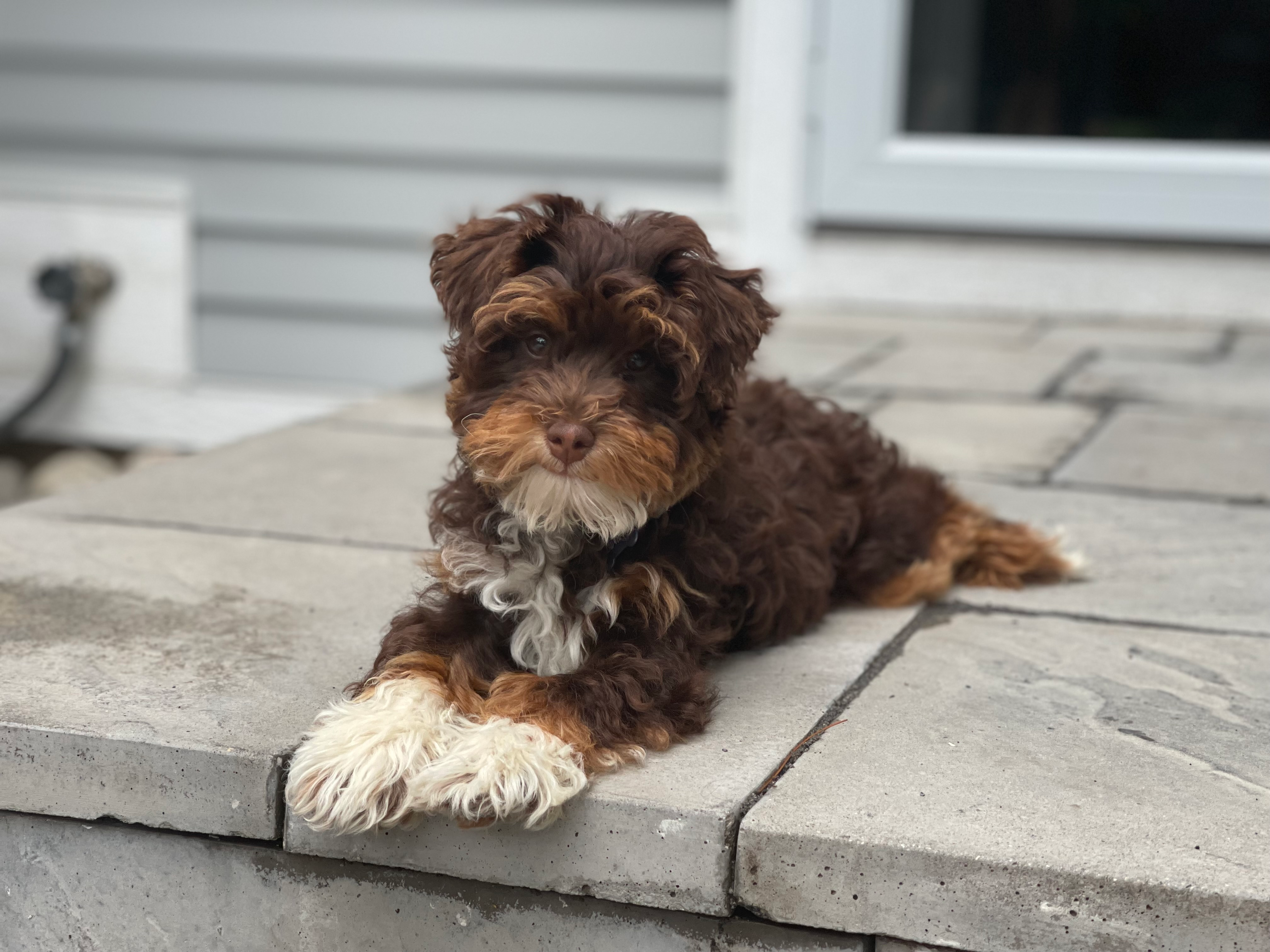 Fluffy Mini Aussiedoodle Poodle Mix Pup