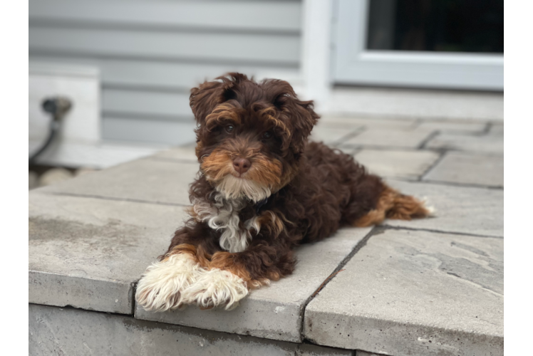 Fluffy Mini Aussiedoodle Poodle Mix Pup