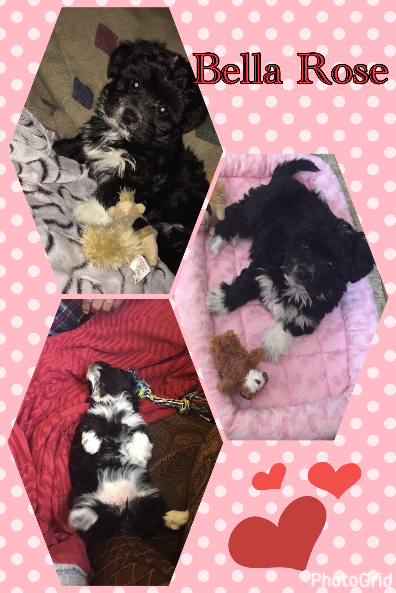 Fluffy Morkie Designer Pup