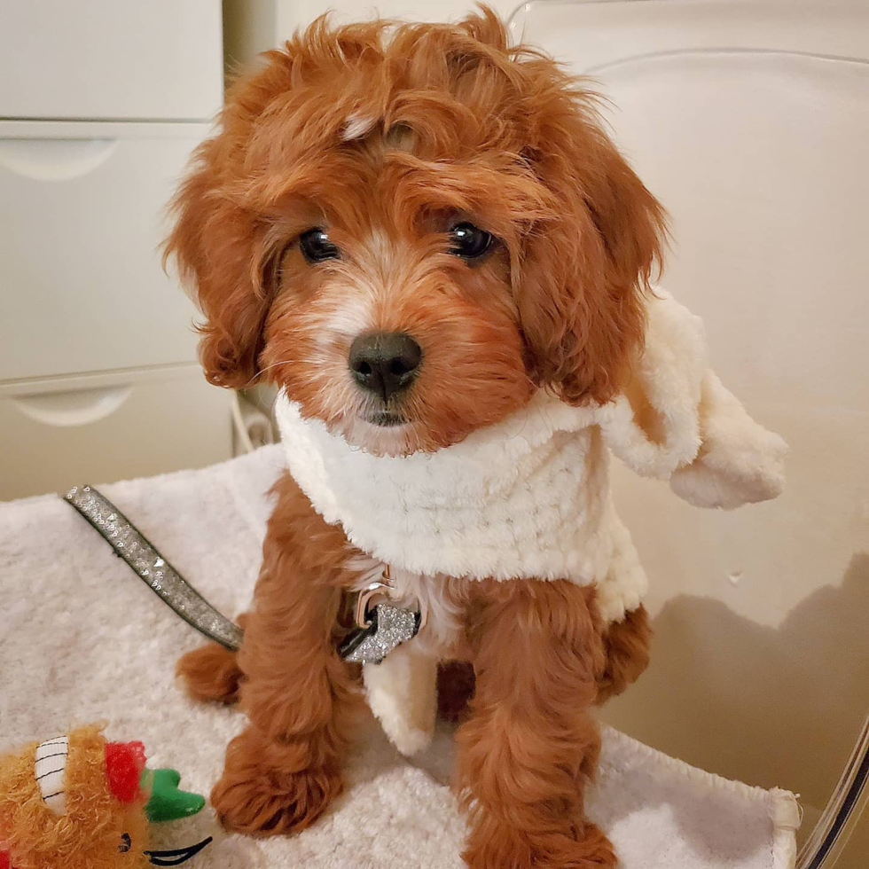 Cavapoo Being Cute