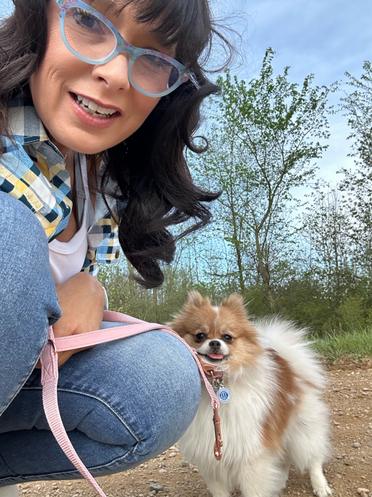 Pomeranian Being Cute