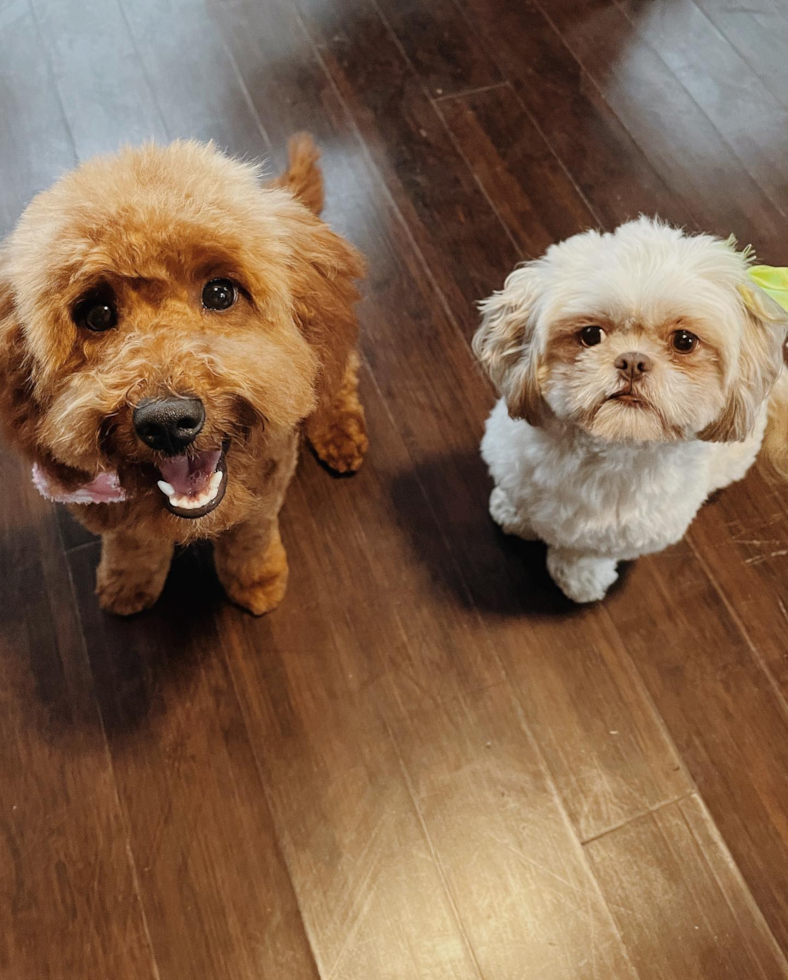 Friendly Mini Goldendoodle Pup