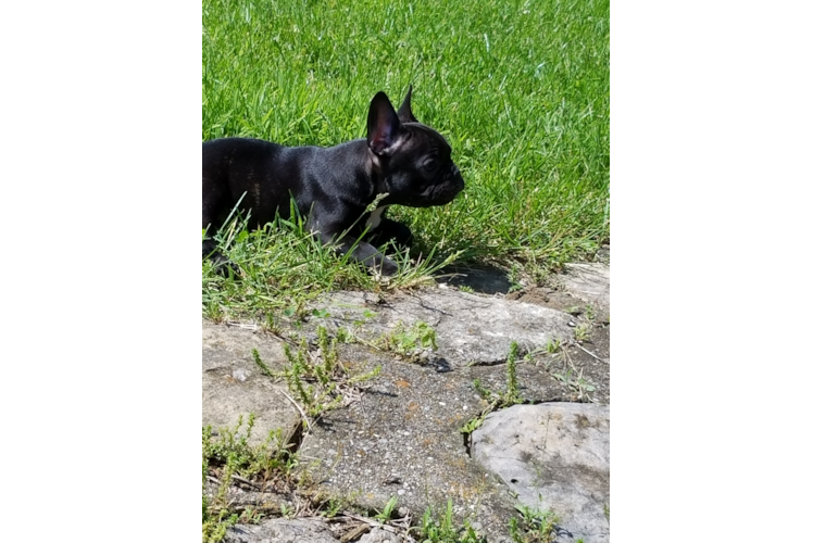 French Bulldog Puppy for Adoption
