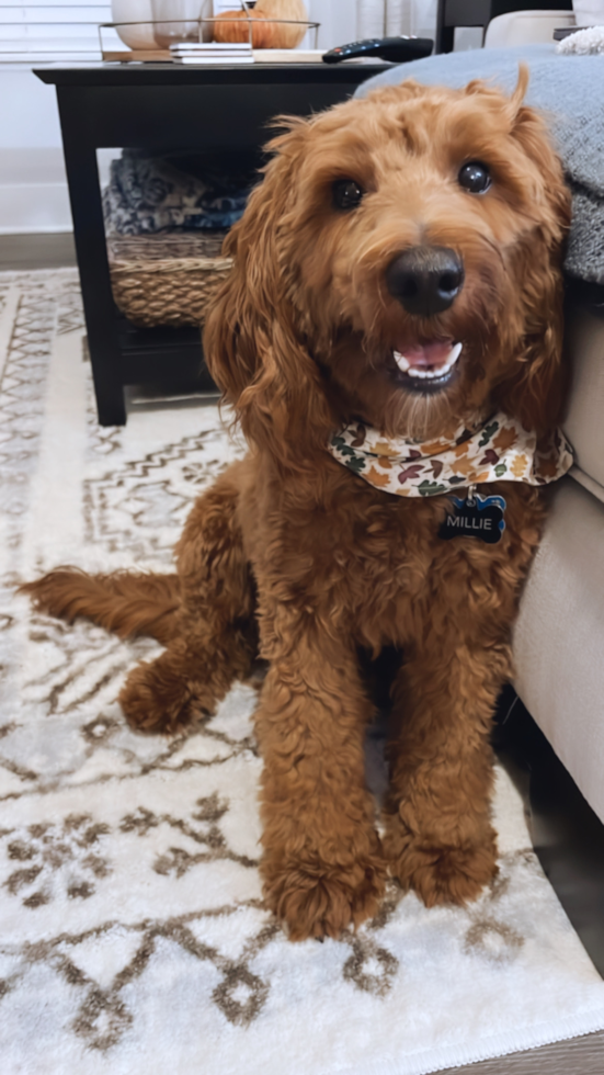 Popular Mini Goldendoodle Poodle Mix Pup