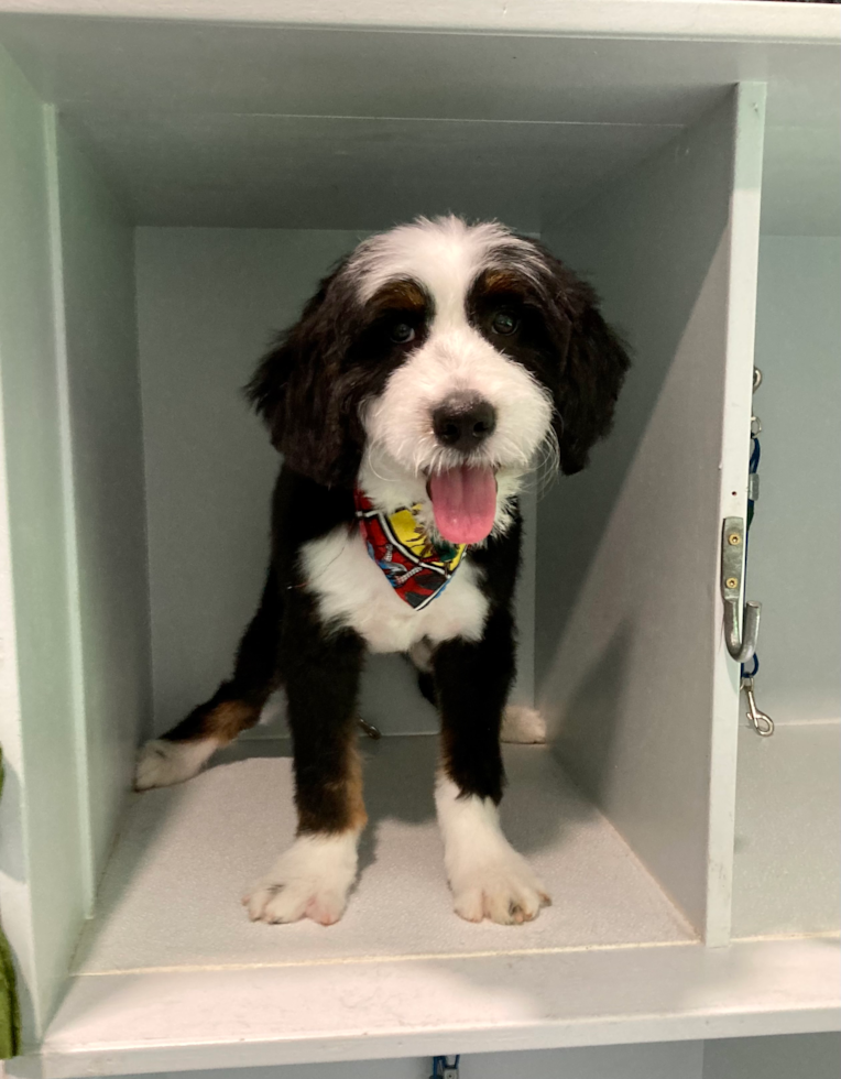 Mini Bernedoodle Pup