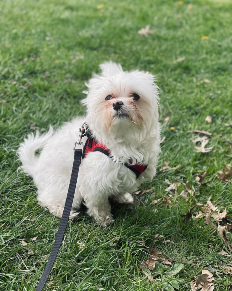 Akc Registered Maltese Pup