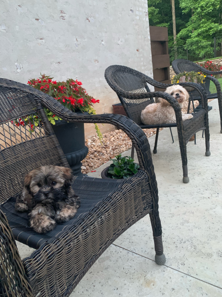 Hoover Teddy Bear Pup