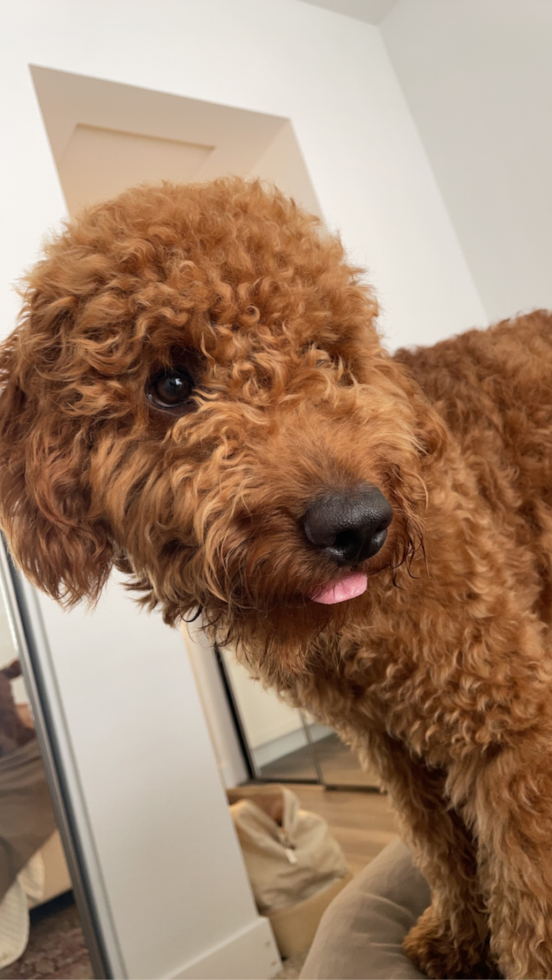 Funny Mini Goldendoodle Poodle Mix Pup