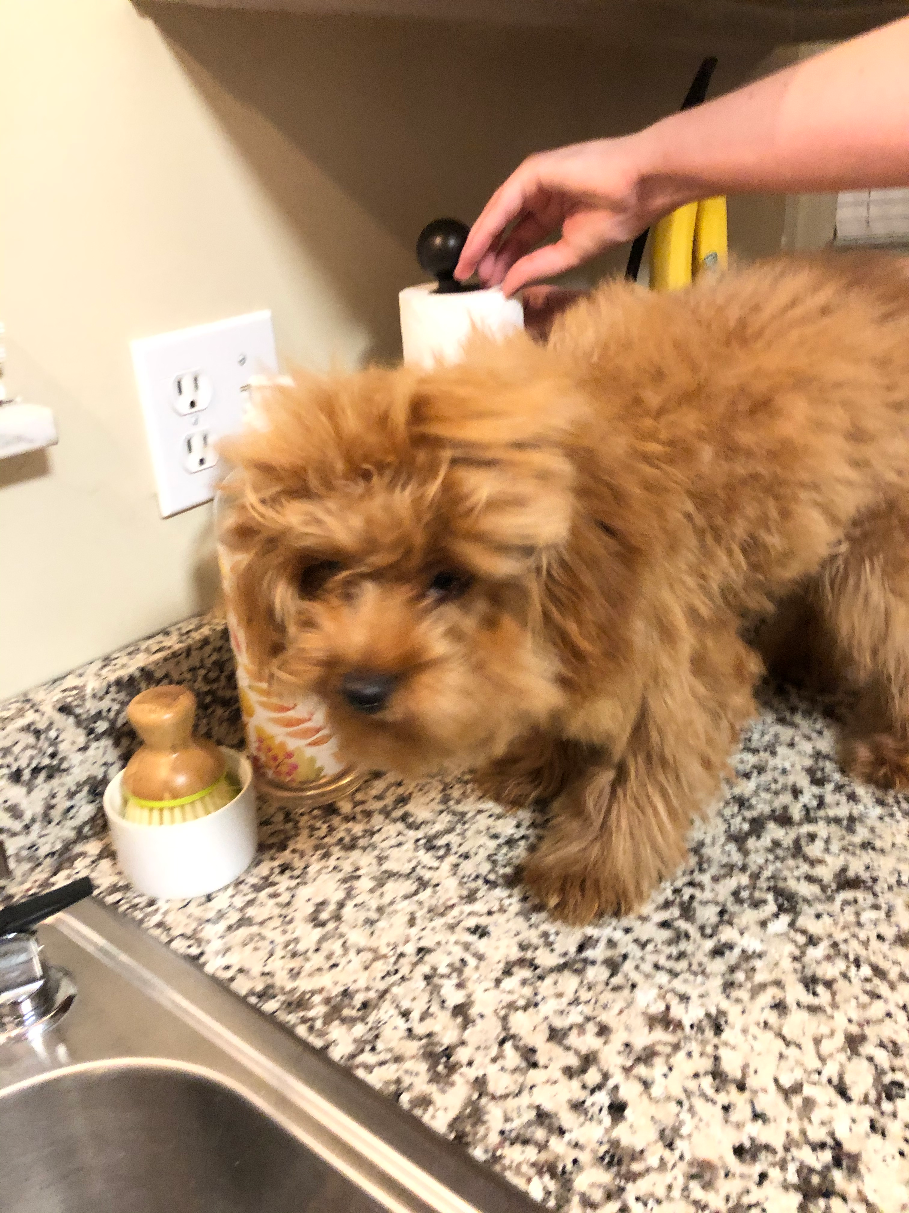Cavapoo Puppy for Adoption