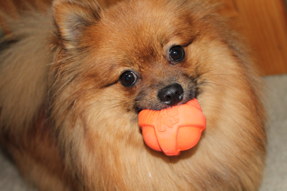Pomeranian Pup