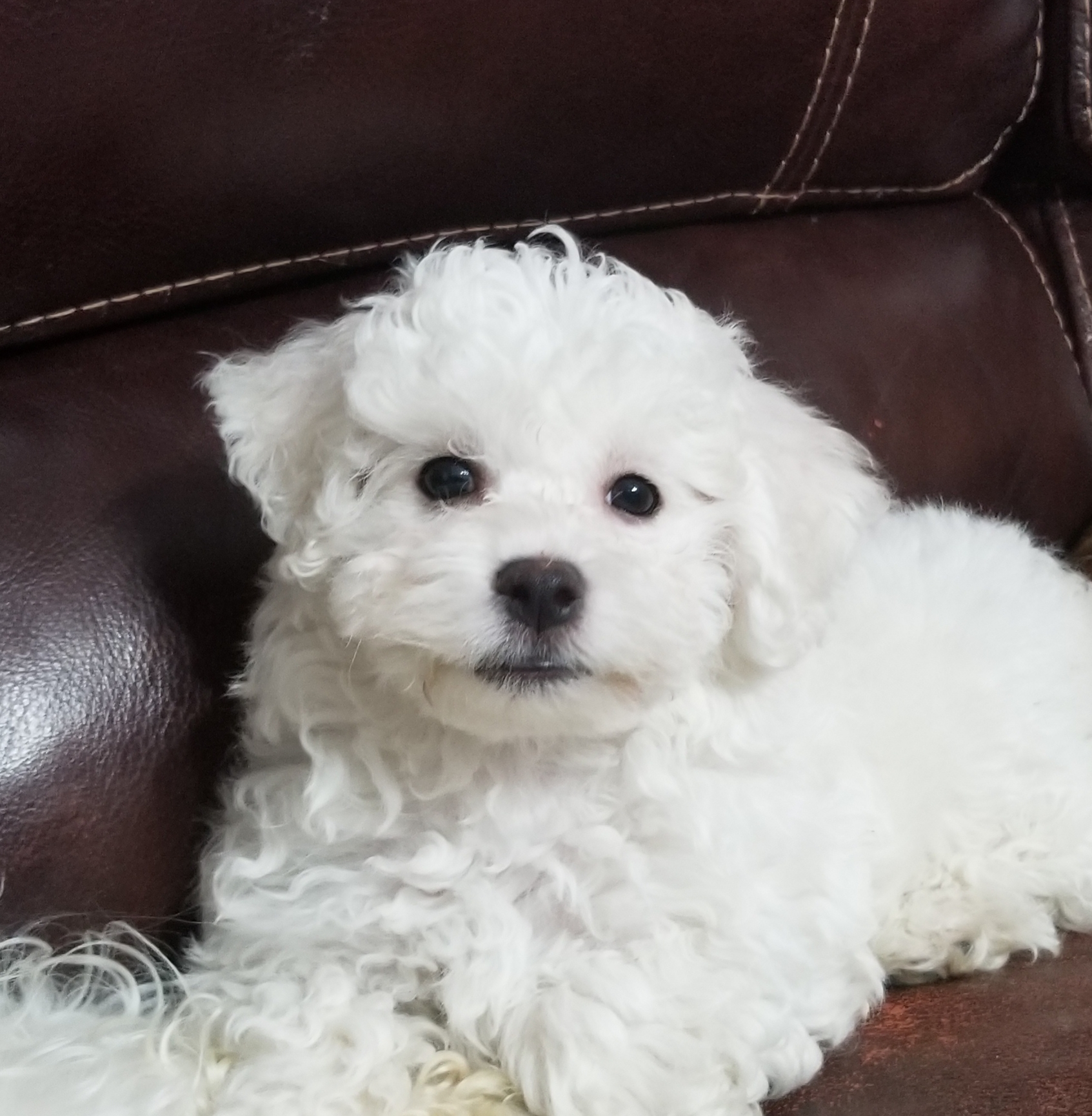 Best Bichon Frise Baby