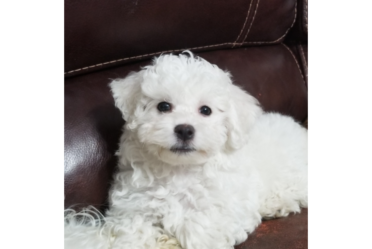 Best Bichon Frise Baby