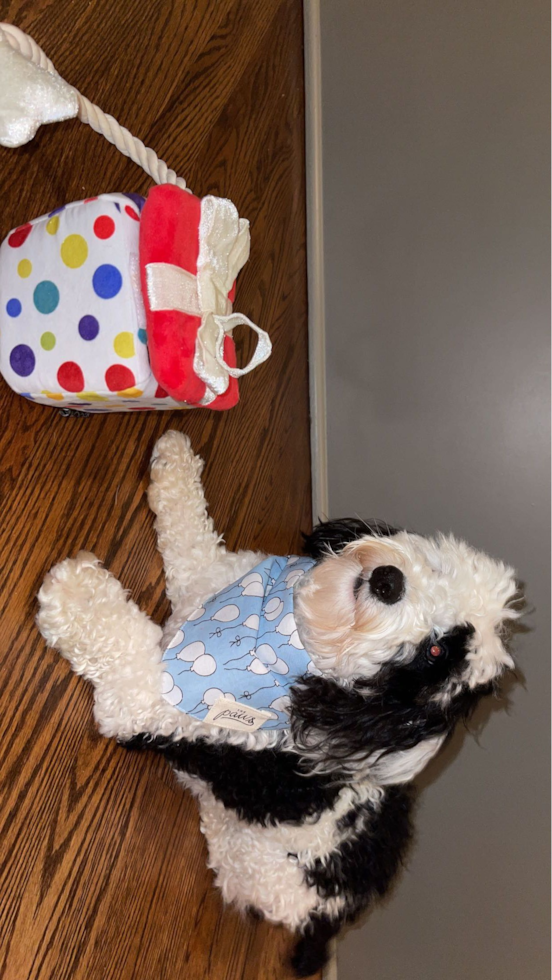 Mini Aussiedoodle Being Cute