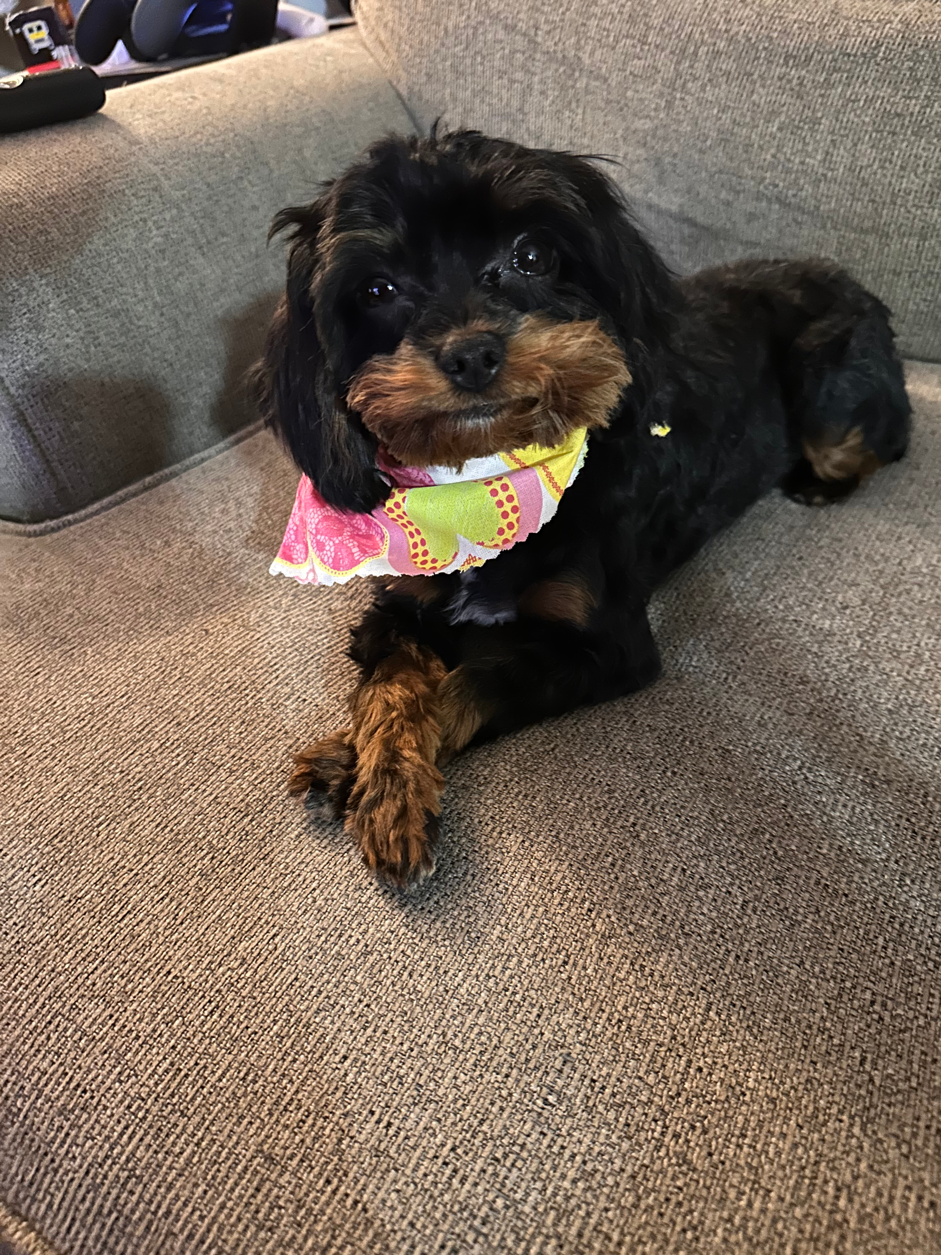 Sweet Cavapoo Baby
