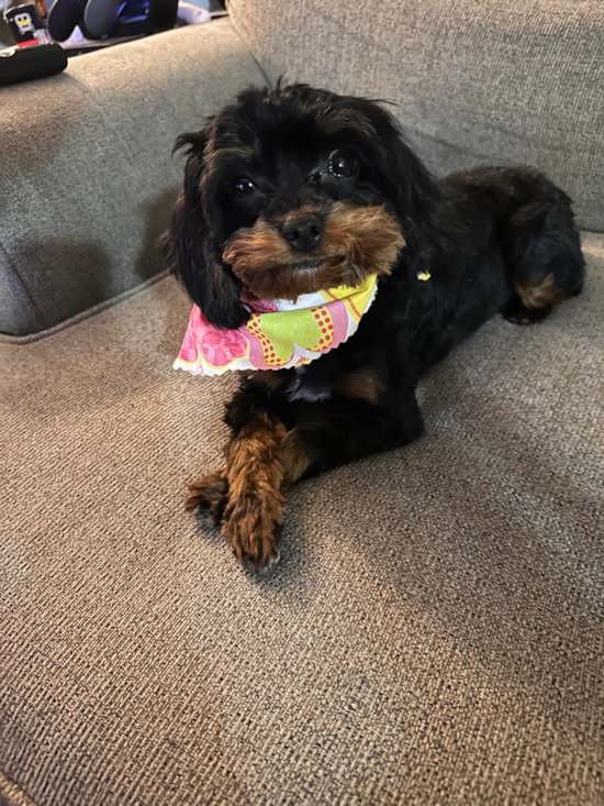 Cavapoo Pup