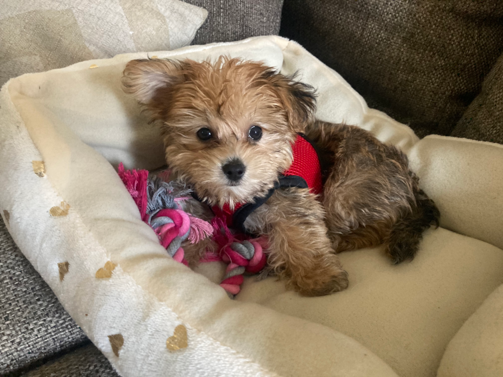 Energetic Yorkichon Designer Pup