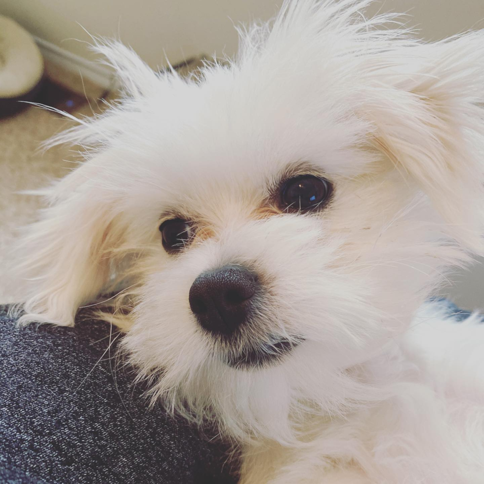 Little Shit Designer Pup