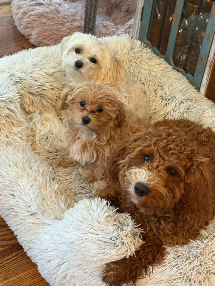 Happy Mini Irish Doodle Pup