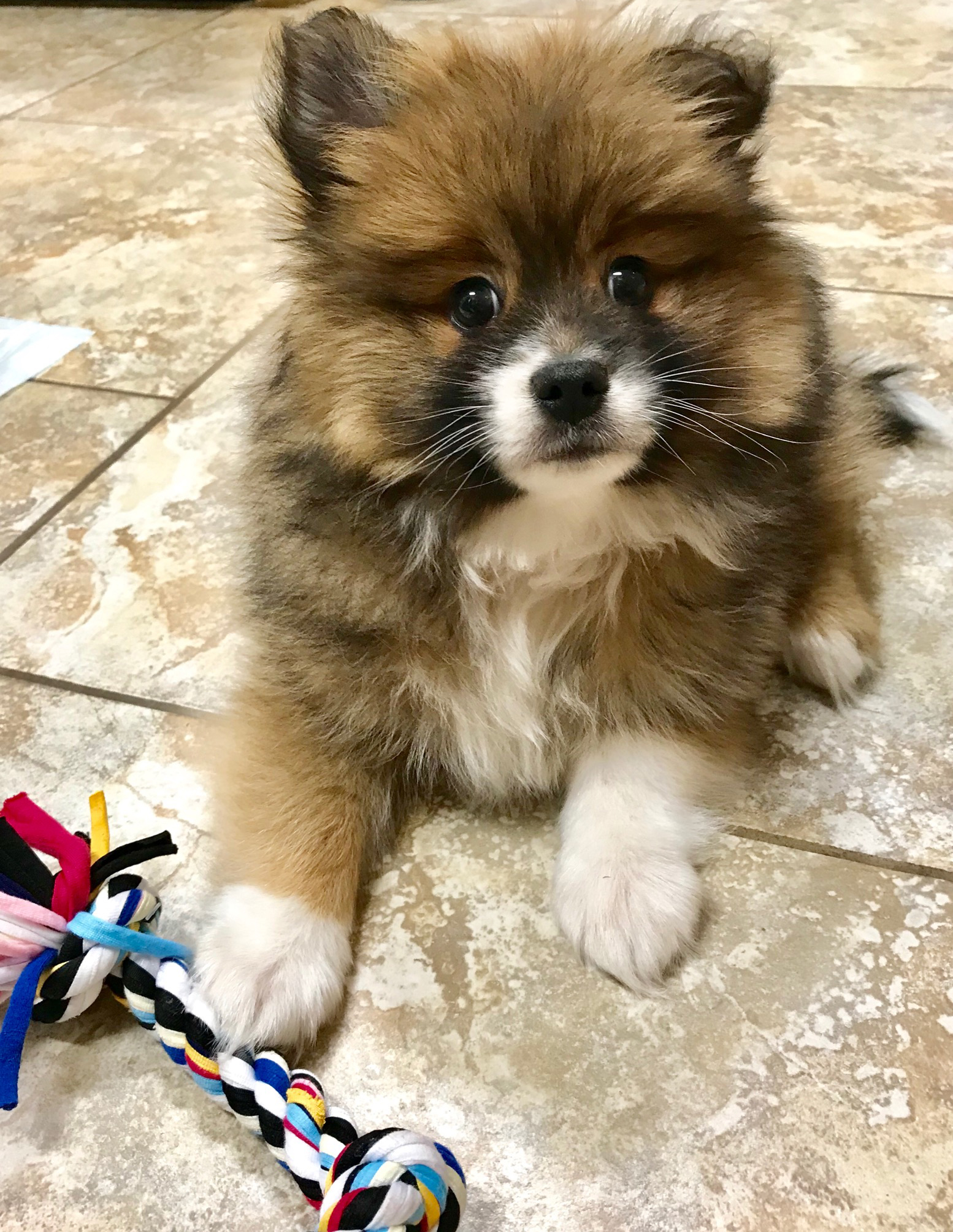 Pomeranian Puppy for Adoption