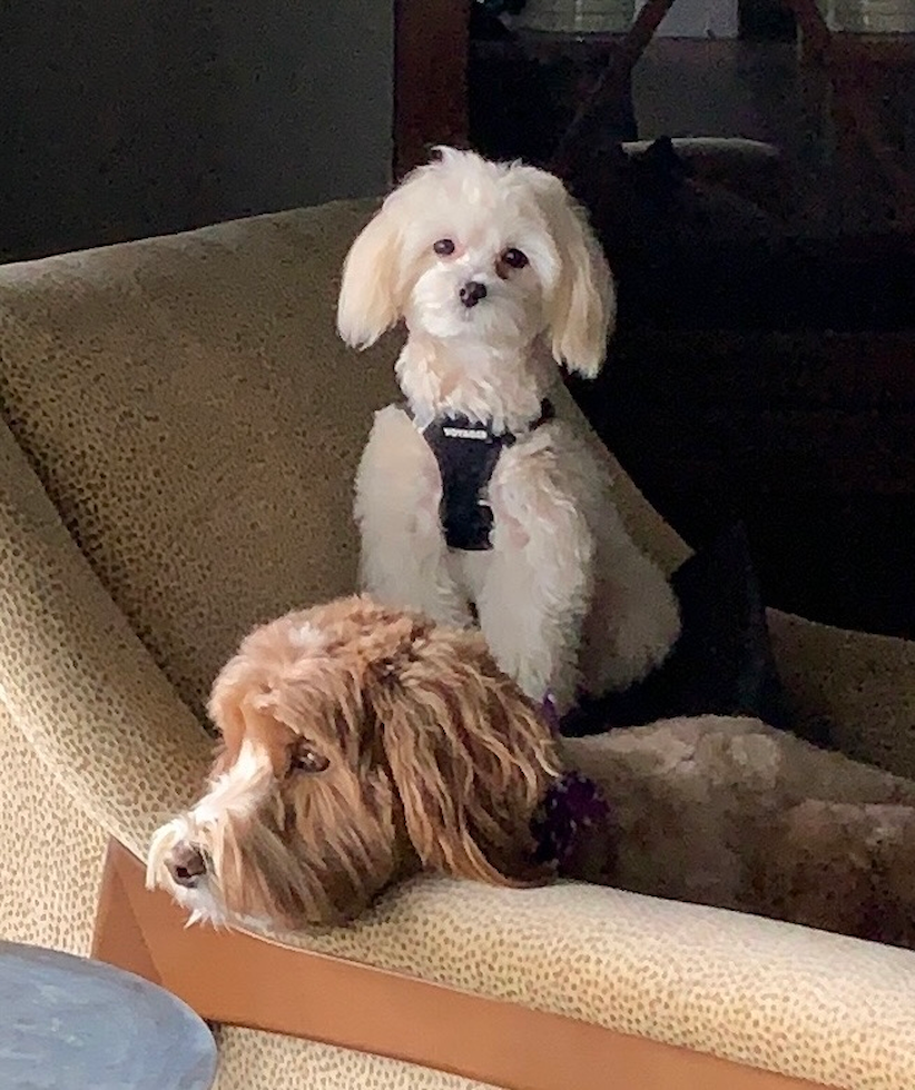 Small Maltipoo Pup in
