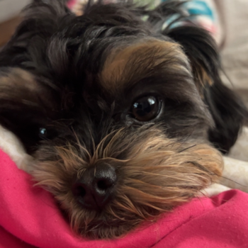 Small Shih Poo Pup in