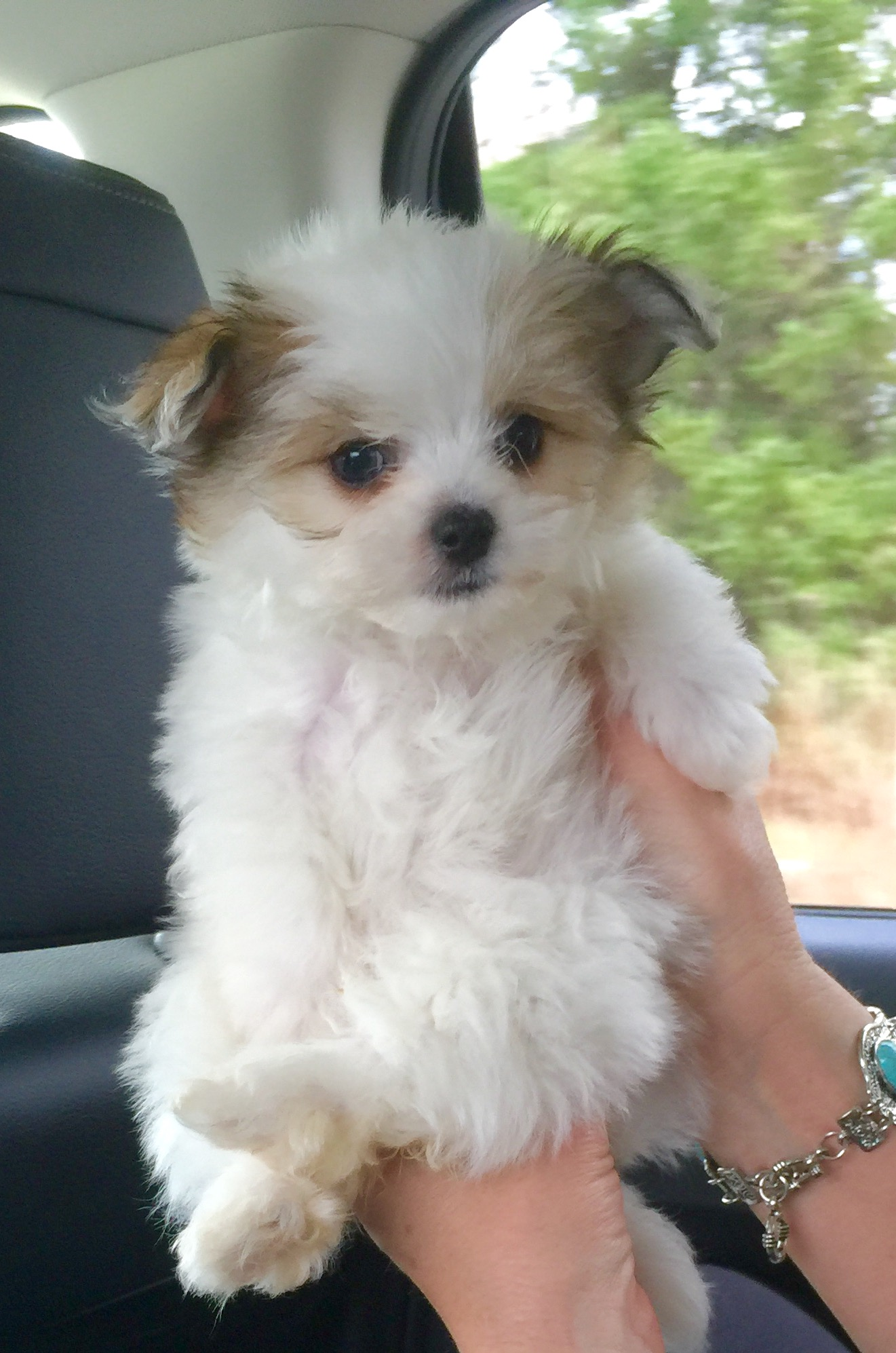 Friendly Maltipom Baby