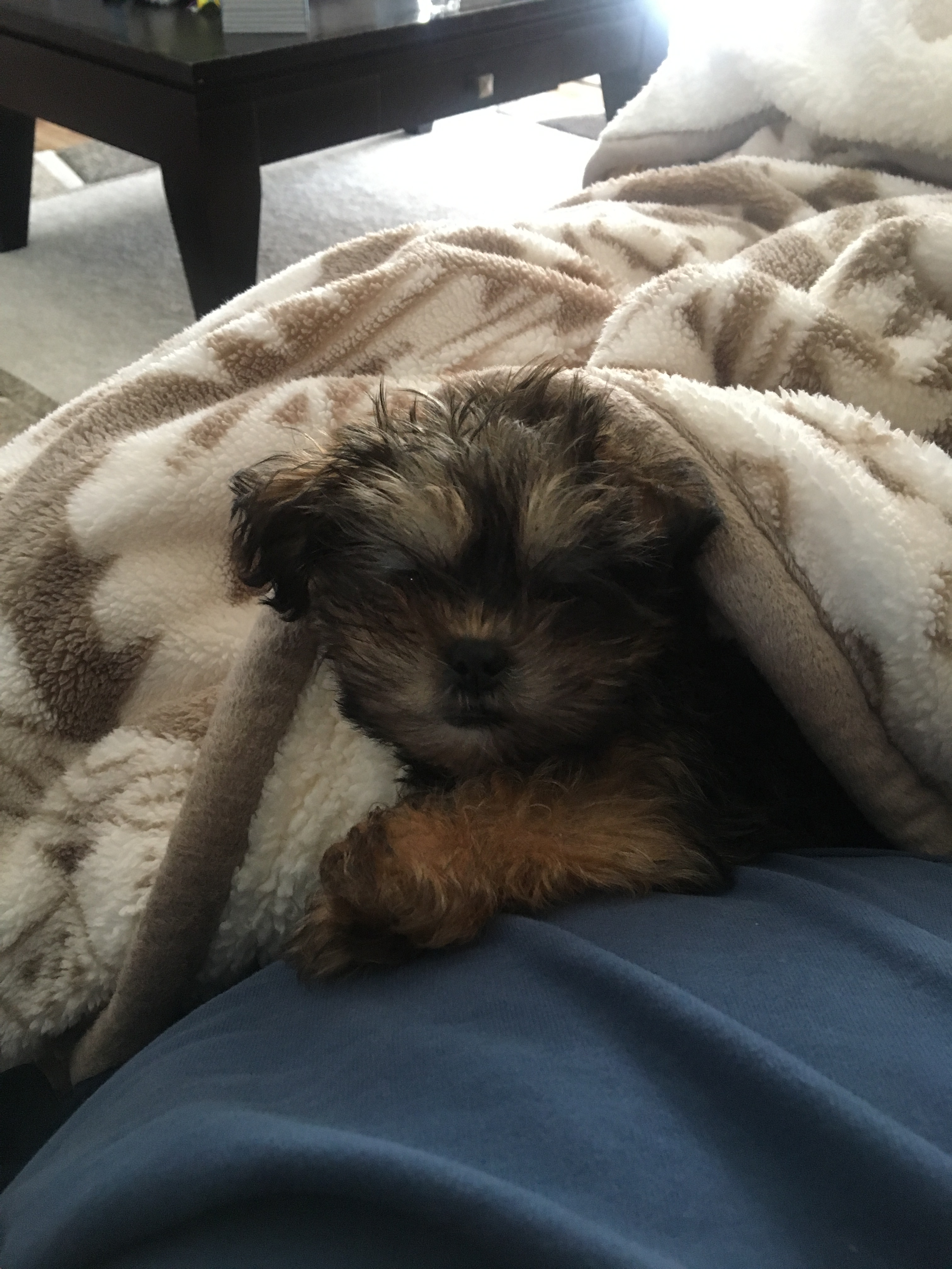 Shorkie Pup Being Cute