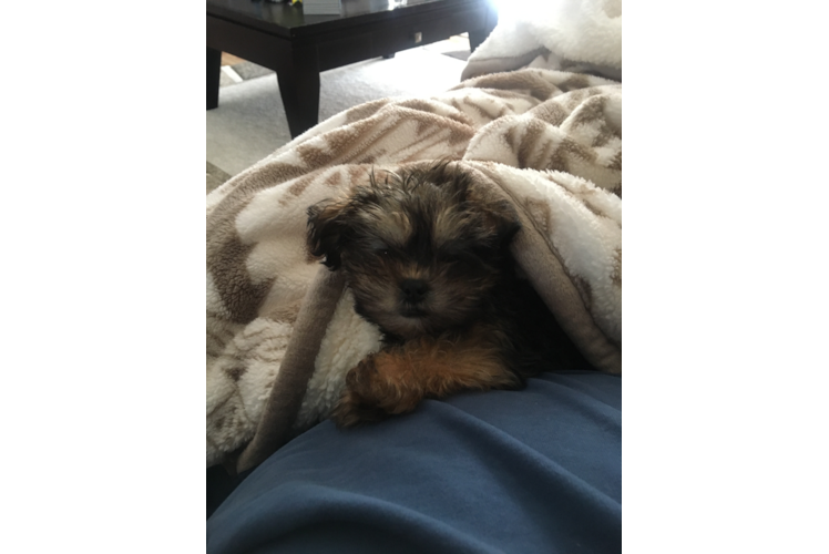 Shorkie Pup Being Cute