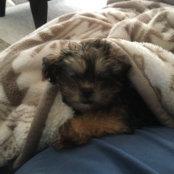 North Ridgeville Shorkie Pup